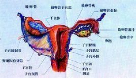 卵巢黃體囊腫