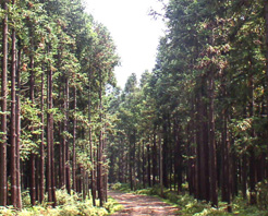 趙杲觀國家森林公園