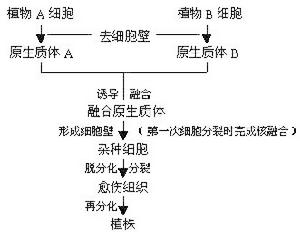 （圖）體細胞雜交