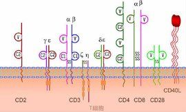 CD分子