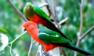 綠翅國王鸚鵡北島亞種