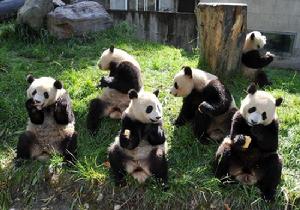 Giant panda