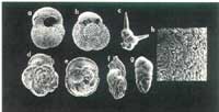 超微及微體古生物學