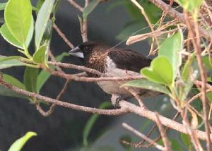 白腰文鳥普通亞種