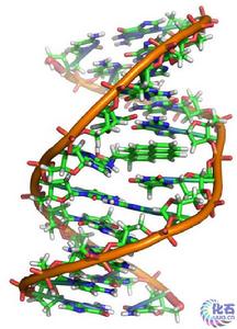 DNA的雙螺旋結構