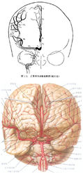 大腦中動脈分段