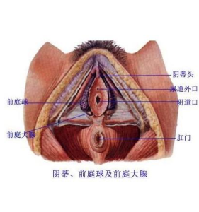 前庭大腺