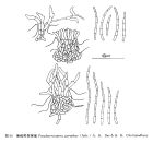 麻瘋樹假尾孢