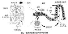 吞噬作用