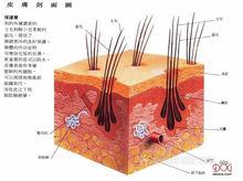 狗的皮膚結構