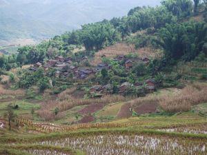 黑樹林自然村