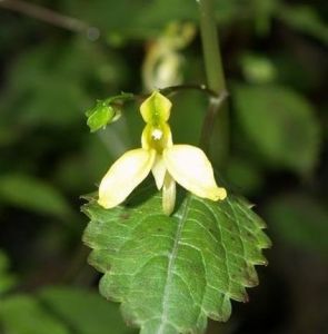 脆弱鳳仙花