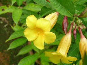 黃花夾竹桃屬