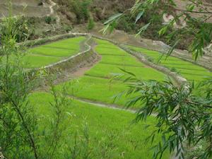 （圖）水稻種植