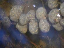 牛蛙的卵(2)