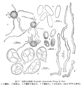 馬桑生白粉菌