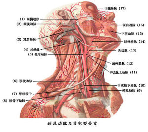 頸外動脈