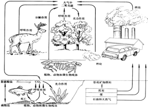 環境生物效應