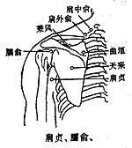 臑俞穴