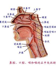 急性會厭炎