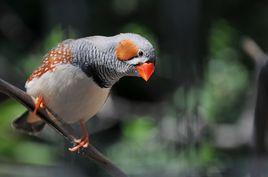 珍珠鳥[雀形目梅花雀科草雀屬鳥類]