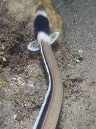 頸帶蛇鰻