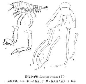 鋸齒小矛戎