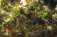不規則腔腺藻的藻體外形