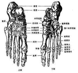 中間楔骨