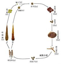 壇紫菜生活史示意圖