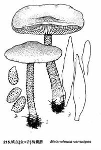 絨點柄[金+舌]囊蘑