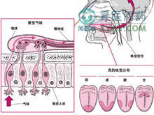 嗅覺障礙