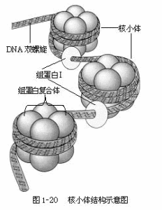 植物細胞