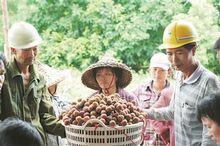 後港村[福建省漳州市漳浦縣綏安鎮後港村]