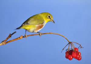 紅脅繡眼鳥