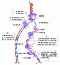 滑液蛋白