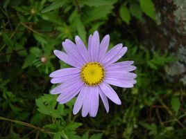 紫苑[植物]