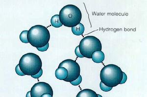 水分子