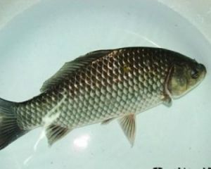 Crucian carp