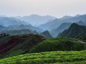 夏秋茶