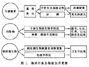 海洋污染生物效應