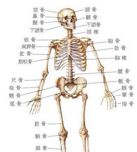 軀幹骨