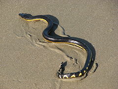 （圖）長吻海蛇