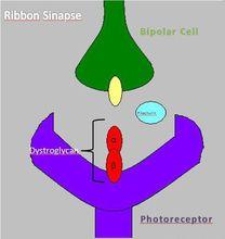 Ribbon Sinapse