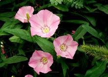 Calystegia hederacea Wall.