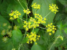 茴香花