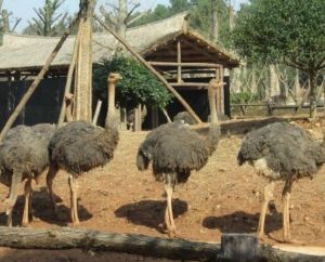 長沙生態動物園