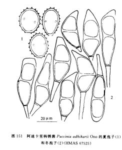 阿迪卡里柄鏽菌