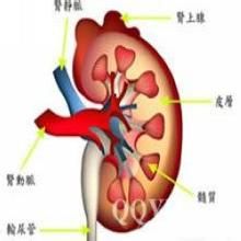 右腎囊腫