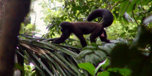 黑叢尾猴